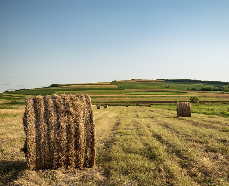 Hayfield in Montana