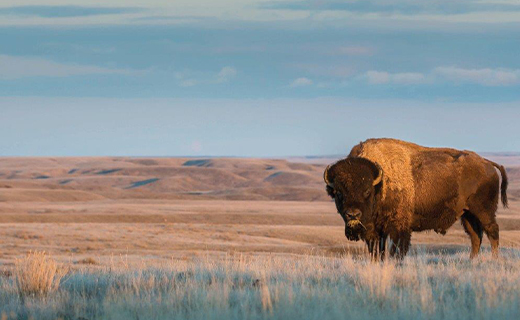 Fort Peck Community College